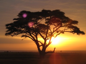 serengeti tree